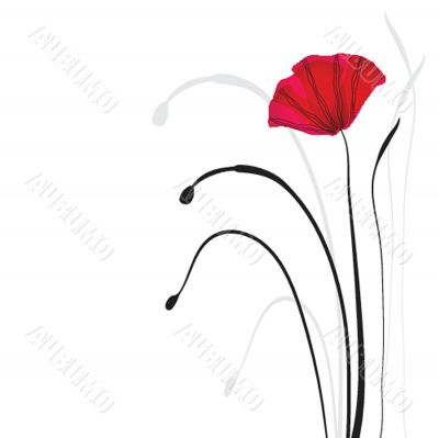 Spring card with beauty poppies. Spring card with beauty poppies.