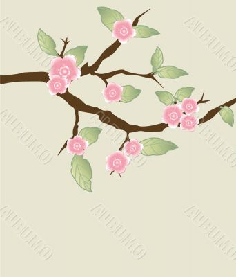 Blossom cherry - Greeting Card