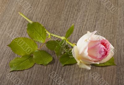 Rose Rose