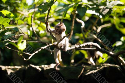 Baby monkey in green foliage