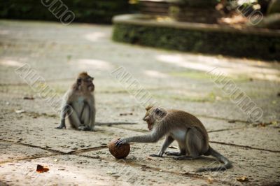 Monkey with ball