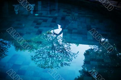 Blue water in swimming pool and tree