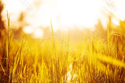 Grass in lights of sunset