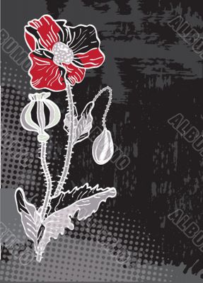 Single poppy isolated on white