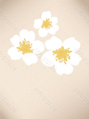 Blossom cherry - Greeting Card Blossom cherry - Greeting Card