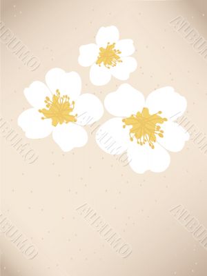 Blossom cherry - Greeting Card