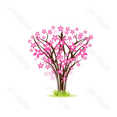 Blossom cherry - Greeting Card