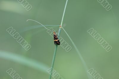 Longhorn Moth