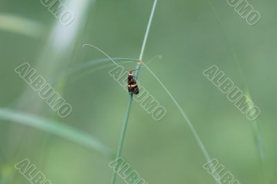 Longhorn Moth 