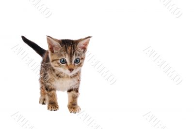 Tabby Kitten on White