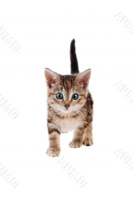 Playful Striped Kitten with Blye Eyes