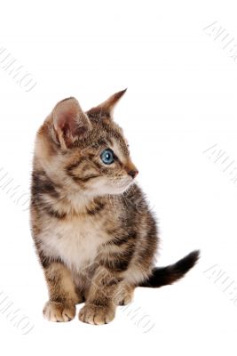 Cute Blue Eyed Tabby Kitten
