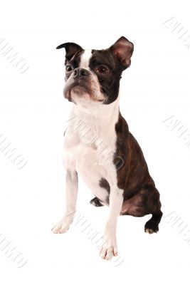 Boston Terrier Dog Standing