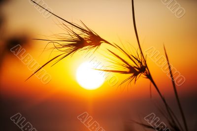 Silhouette of grass in sunset time. 