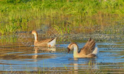 two wild ducks  swim