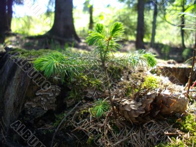 The Little Fir-tree and the Fir-cones