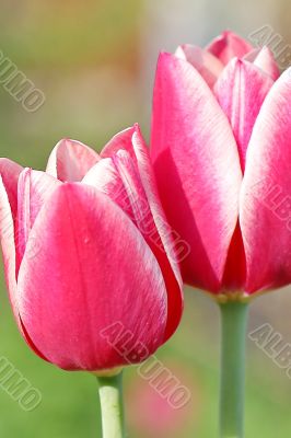  Pink Tulips