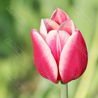  Pink Tulips