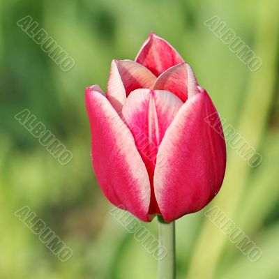  Pink Tulips