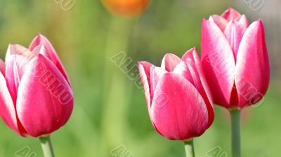  Pink Tulips