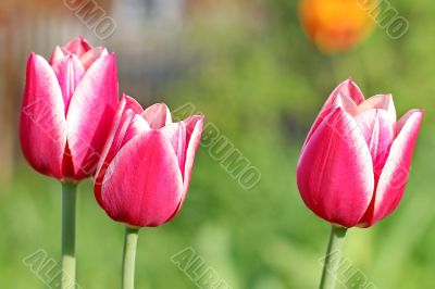  Pink Tulips