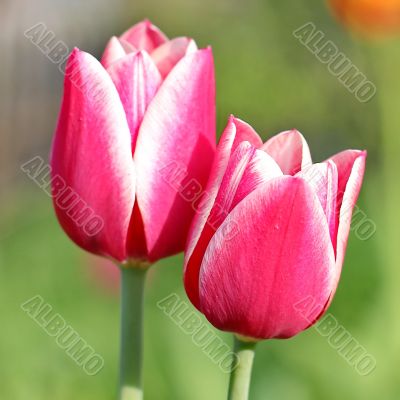  Pink Tulips