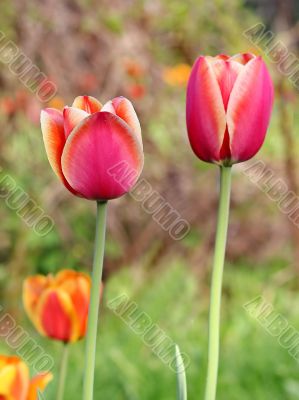  Pink Tulips