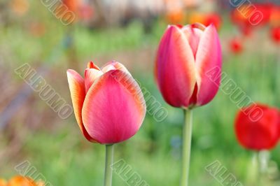  Pink Tulips