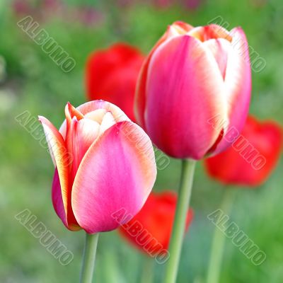  Pink Tulips