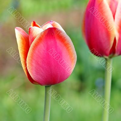  Pink Tulips