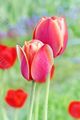  Pink Tulips