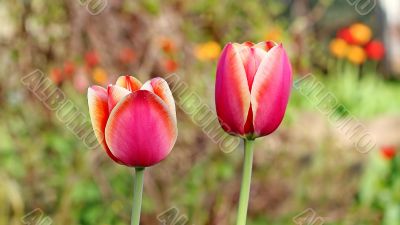  Pink Tulips