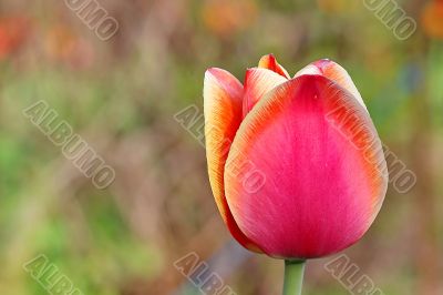  Pink Tulips