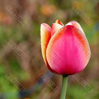  Pink Tulips