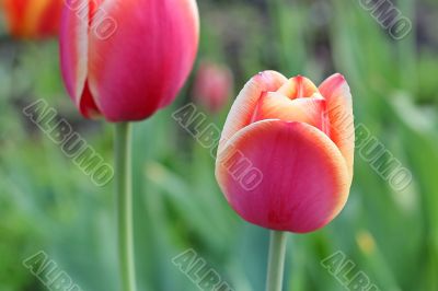  Pink Tulips