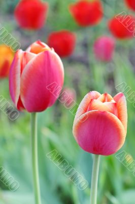  Pink Tulips