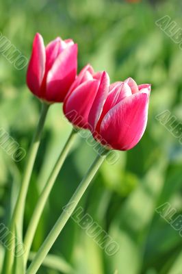  Pink Tulips