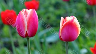  Pink Tulips