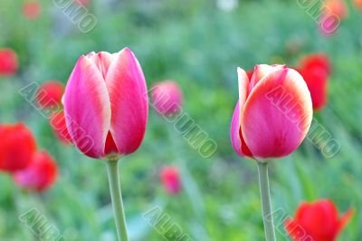  Pink Tulips