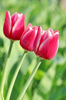  Pink Tulips