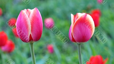  Pink Tulips