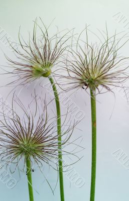 Pasque flower Pasque flower