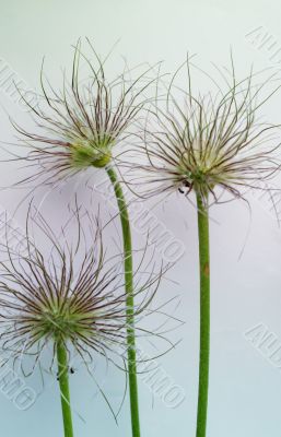 Pasque flower