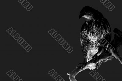Isolated Falcon Isolated Falcon