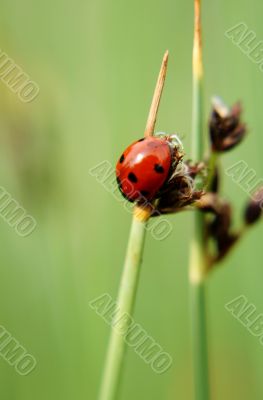 Ladybug Ladybug