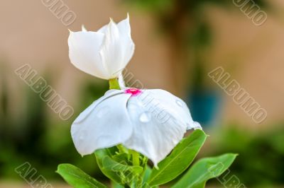 Vinca Flower 