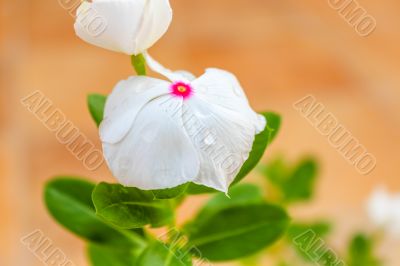 Vinca Flower 