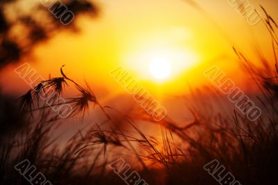 Silhouette of grass in sunset. 