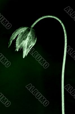 withered flower withered flower