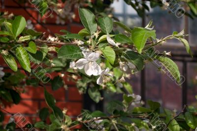 White flowers of an Apple tree.